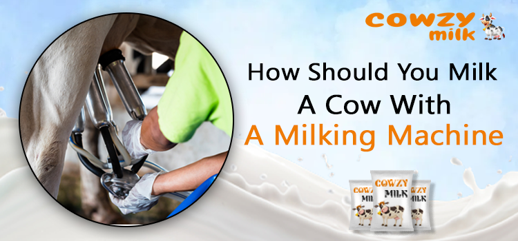 How Should You Milk a Cow With a Milking Machine